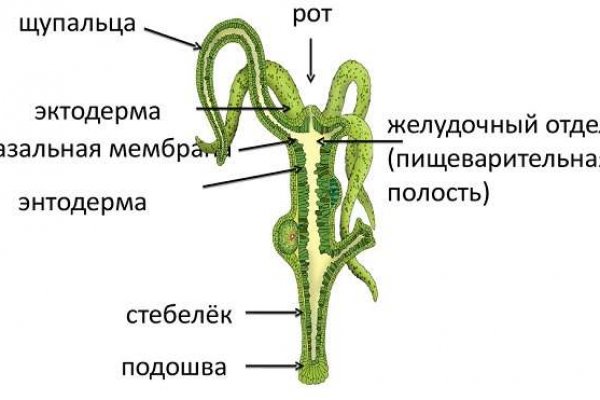 Блэк спрут рабочая ссылка